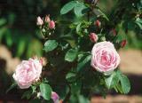 Китайская роза (Rosa Chinensis), бенгальская роза