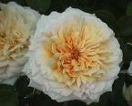 Английские розы (Rosa English)