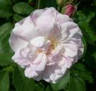 Нуазеттовая роза (Rosa Noisette)