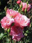 Портлендская роза (Rosa Portland)