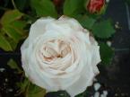 Бурбонская роза (Rosa Bourbon), реюньонская роза