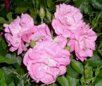 Морщинистая роза (Rosa Rugosa), японская роза